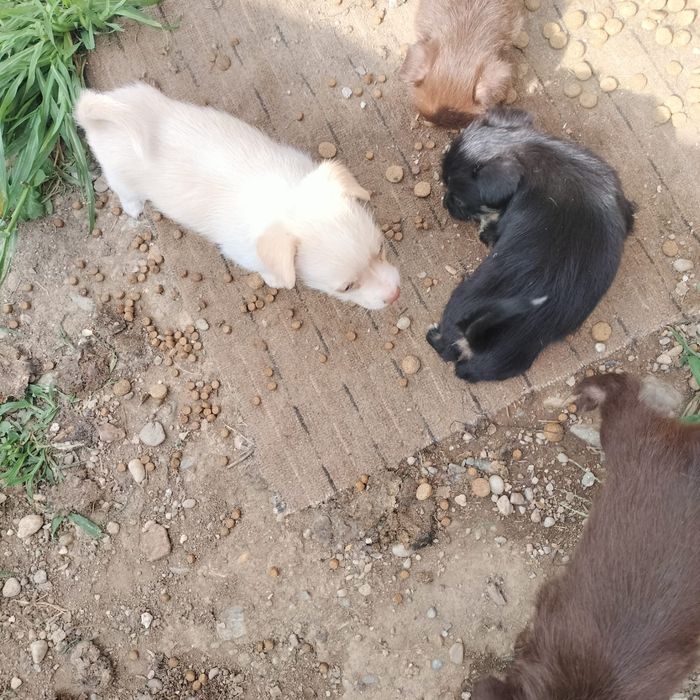 Donăm 7 căței jucăuși