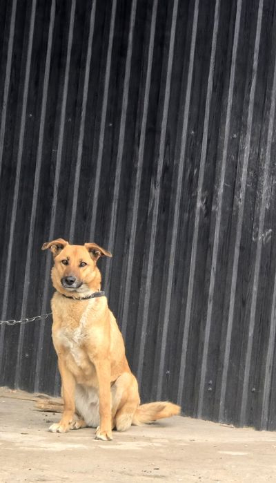 Мы ищем добрые руки для нашей собаки