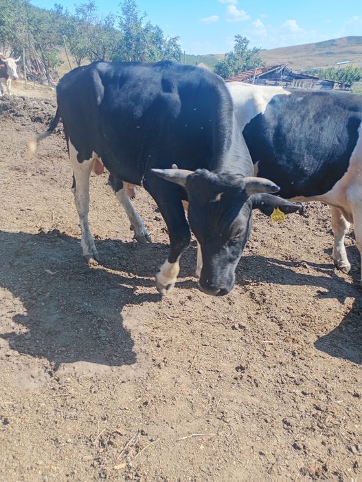 Vand 2 taurii si o vaca reforma