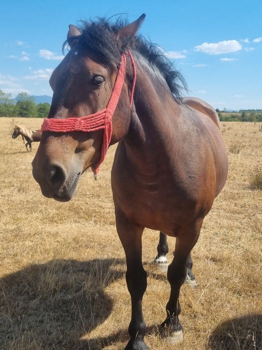 Manză de 2 ani de vânzare!