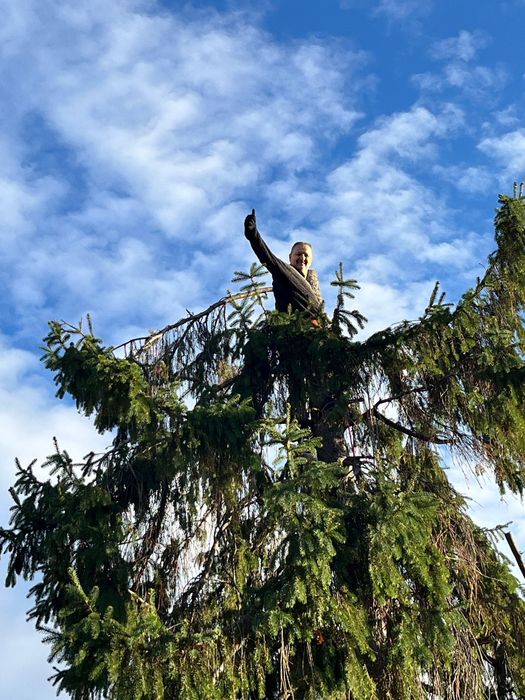 Tuns (toaletare) pomi