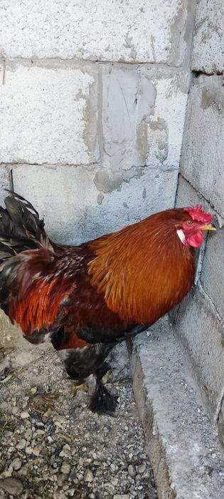 Петух красивый молодой продам