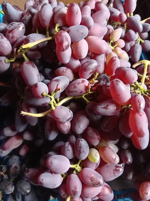 Продам саженцы винограда!