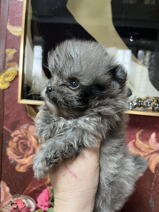 Мальчик шпиц в редком окрасе