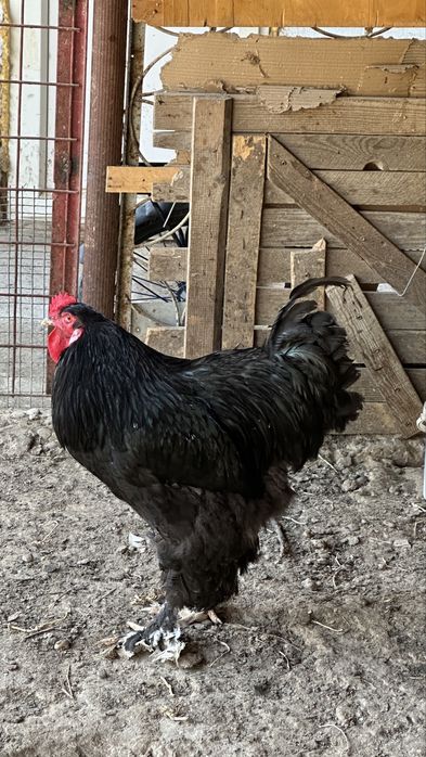 Брама кораз таза канды