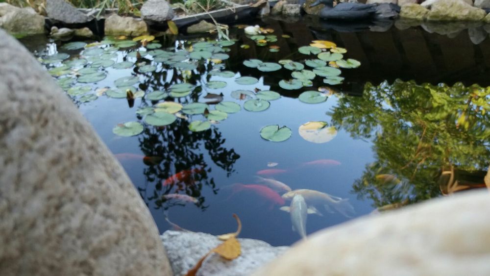 Plante pentru iaz nuferi, crini iris ,salată de nil  , zambile