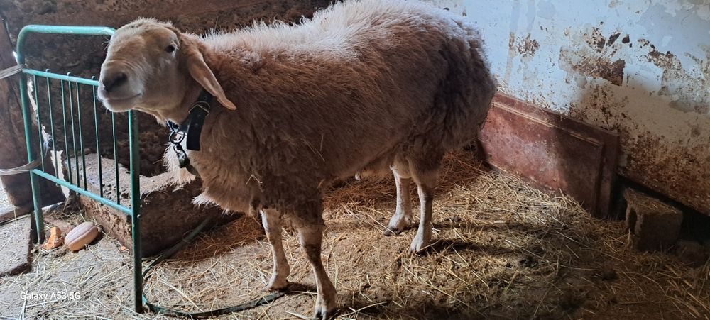 Продам овец арашан