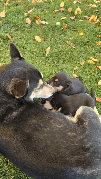 Кученца Рико и Рея