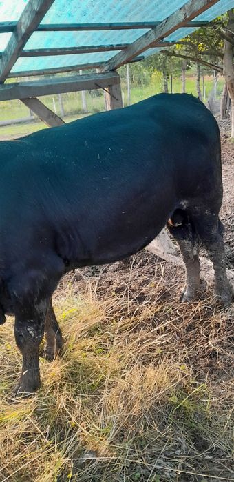 Taur Angus 2 ani