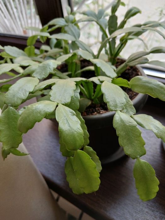 Декабрист. цветущий