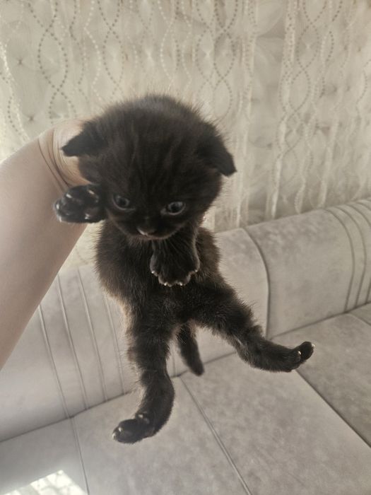 Продам милых котят