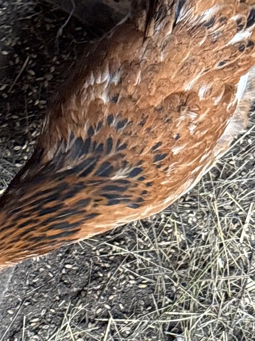 Циплята подрошие 3месеца