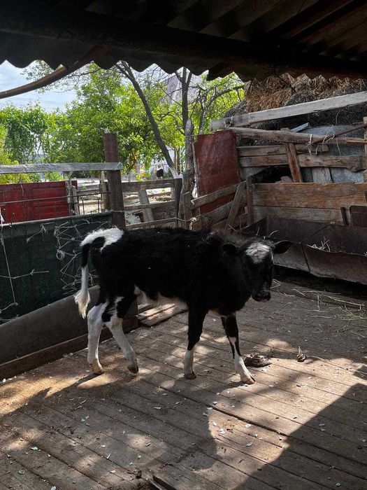 Баспак сатыладыыы