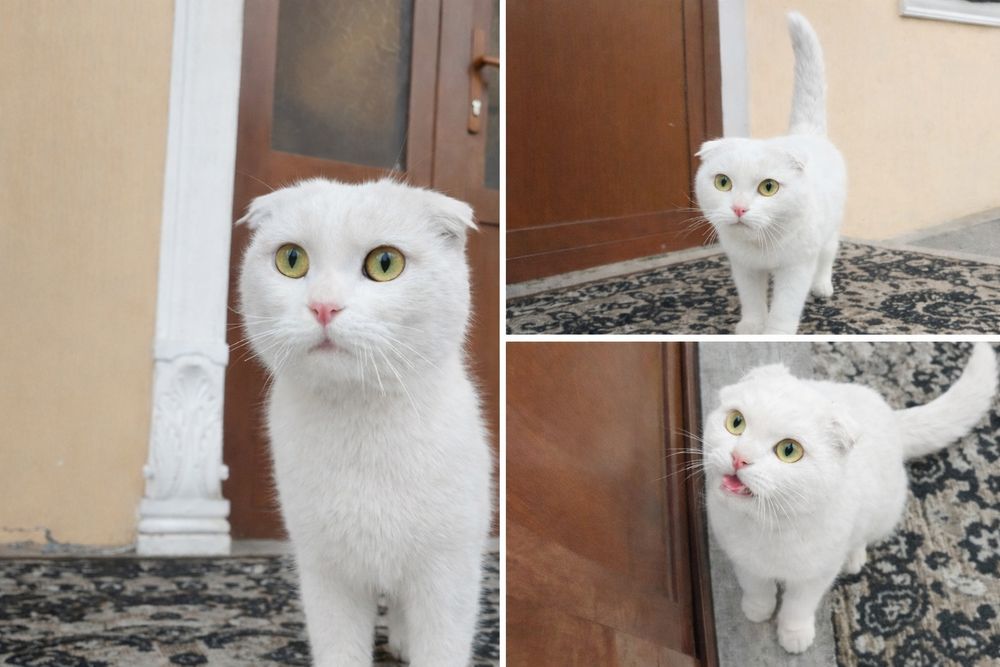 Mushuk sroʻchni sotiladi soni 1ta qolgan ulgirib qoling