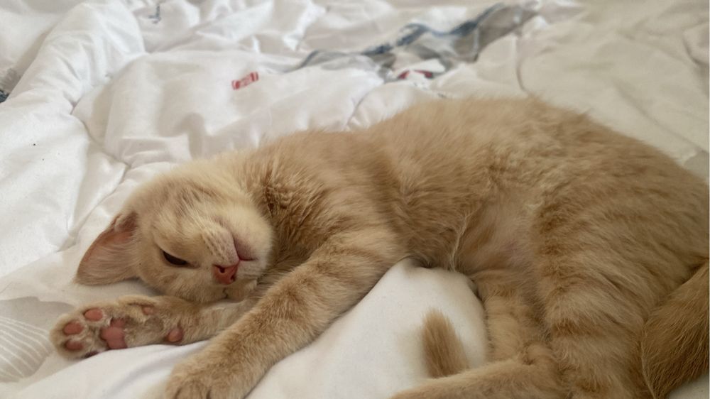 Кот британец …..