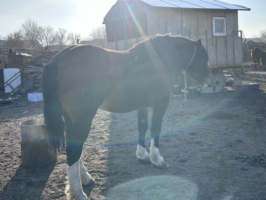 Продам Жеребец полутяж