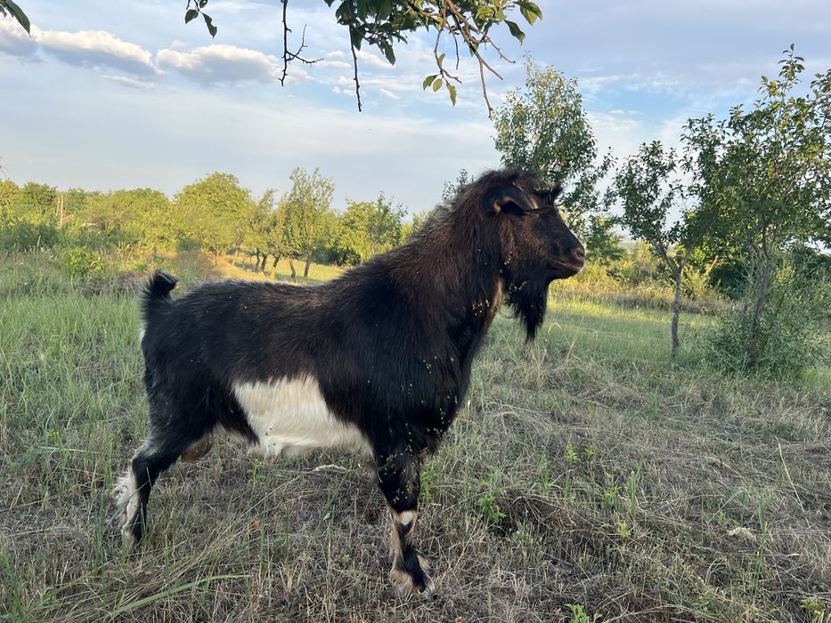 Se vinde tap de anul trecut