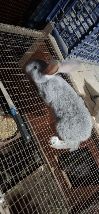 К р о л ь ч а т а