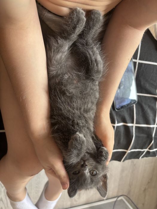 Отдам котёнка бесплатно