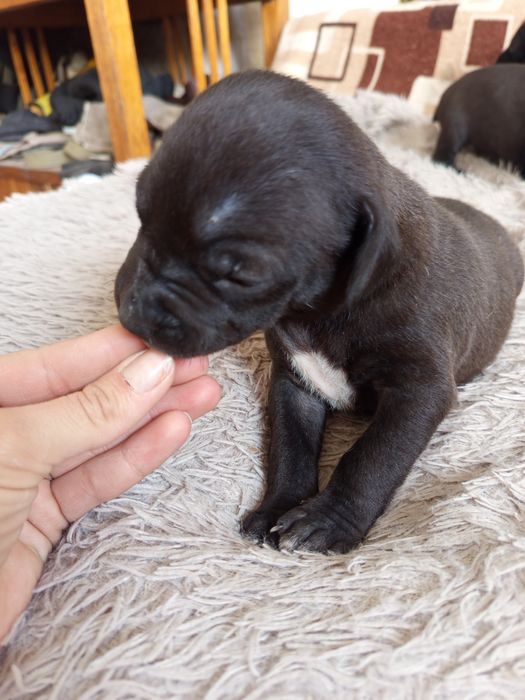 Продам Щенков питбули