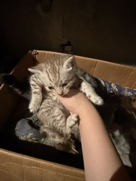 Продам котят , породистые