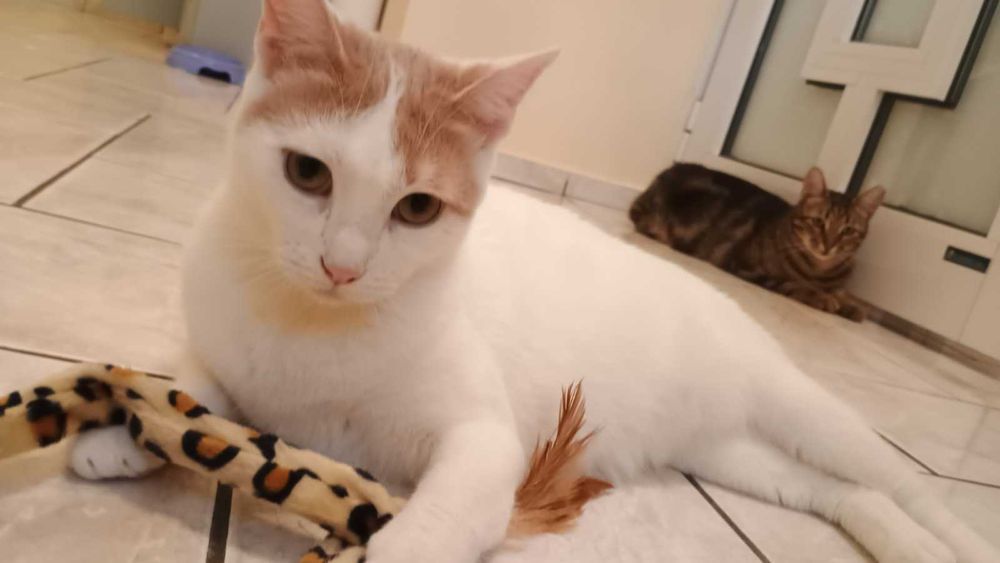 Борянка търси дом и осиновител!