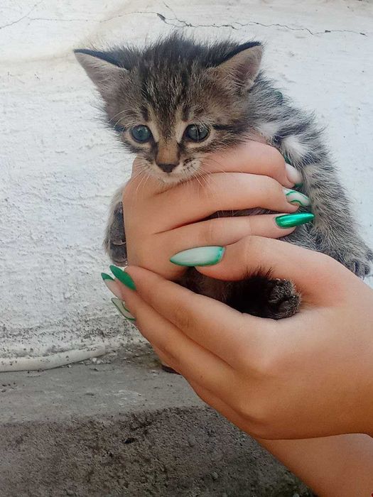 Котята, около 2 месяцев