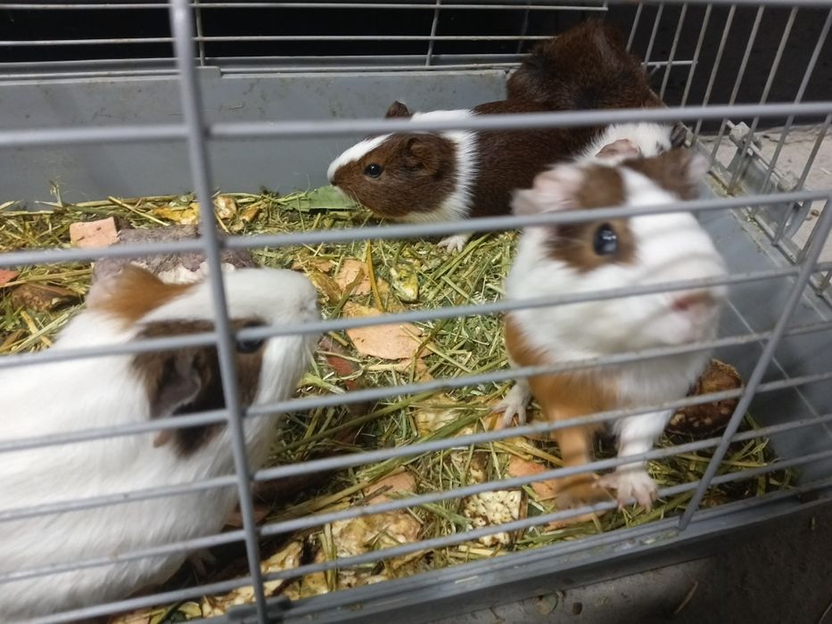 Морская свинка сотилади.ёки обмен