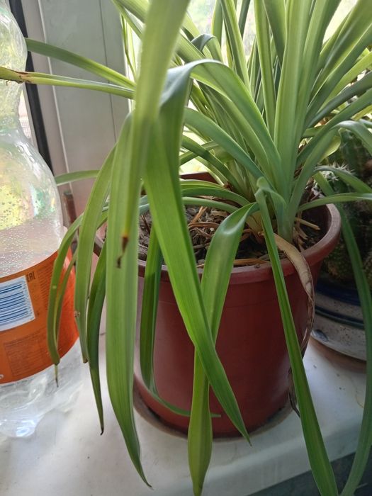 Цветы комнатные продажа или обмен