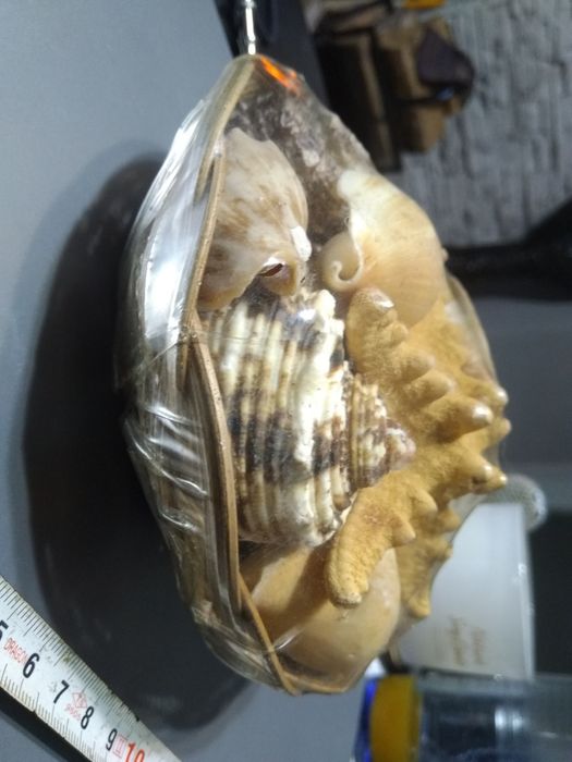 Бронзова камбанка,стара Закачалка,океански ракообразни