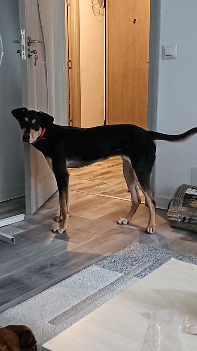 Donez Cățelușă Copoi Ardelenesc -Metiși