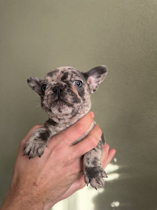 Френски булдог момченце