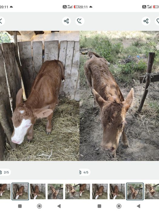 Vand vita  angus rosu din monta 2 saptamani