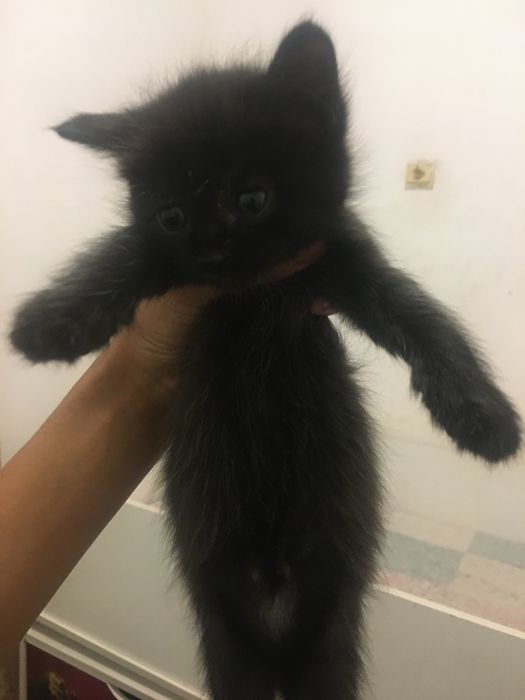 Котик девушка 3 месяц