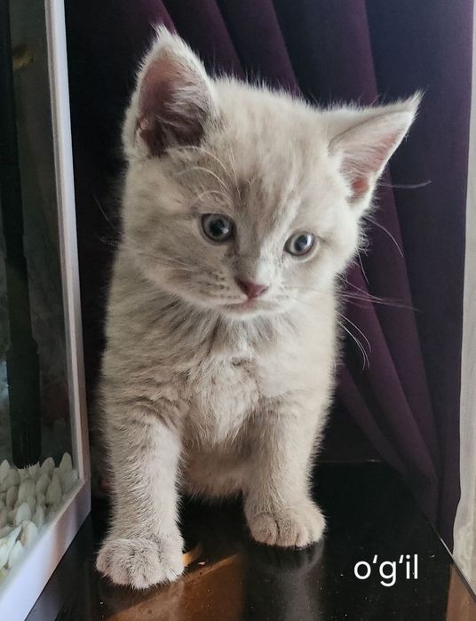 Милые котята ищут любящий дом