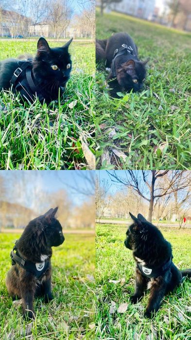 Пропала кошка. Помогите найти!