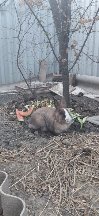 Декоративный кролчиха