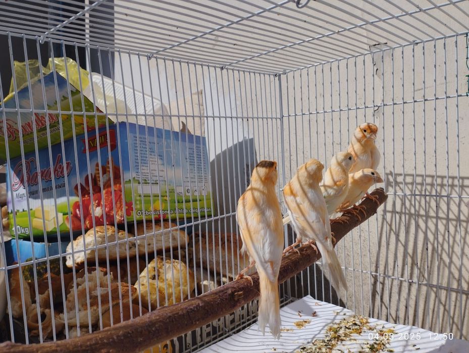 Канарейка мозайка