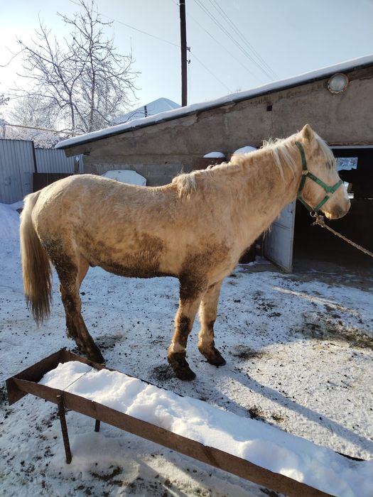 Айғыр  сатамын  ,Продам жеребца