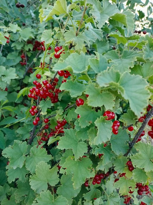 Продам дачу в районе автоцона