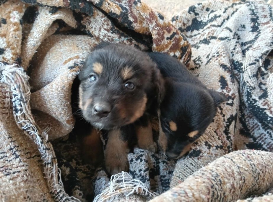 Urgent! Dau căței iubitori