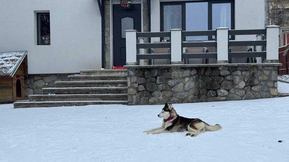 Adoptie responsabila Husky, 4 ani