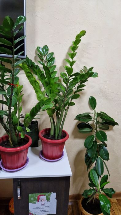 Цветы доллар в идеальном состоянии