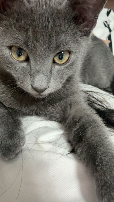 pisica albastru de rusia