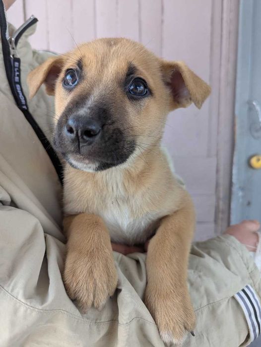 Щенки стафорда в дом