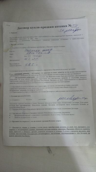 Продам в хорошие руки порода хайленхол