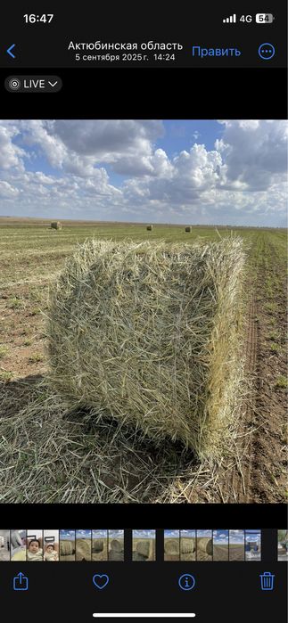 Продам суданку этого года укос
