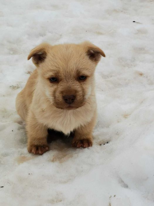 Donez cățeluși pentru vremuri bolojenești - model austeritate 2026