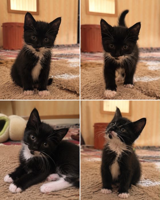 Очень милый котенок мальчик 1,5 месяца