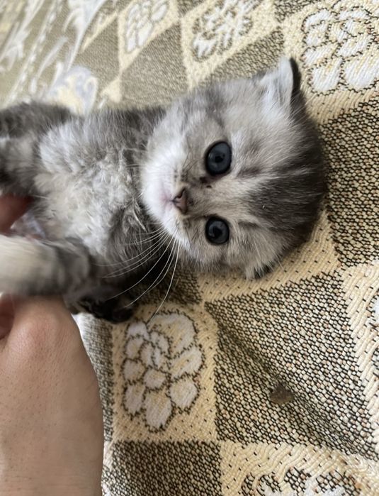 Шотландский марғау сатылады